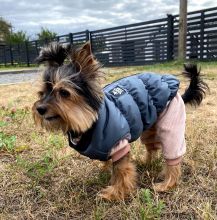 ����� "Super star" grey